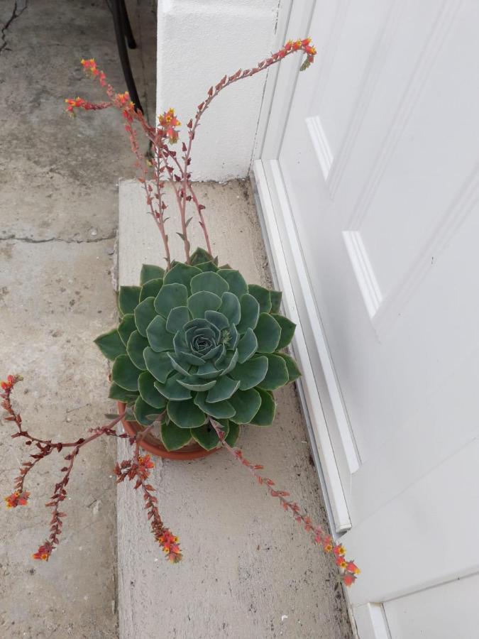 Kuca Za Odmor Varos Vila Vrlika Exterior foto
